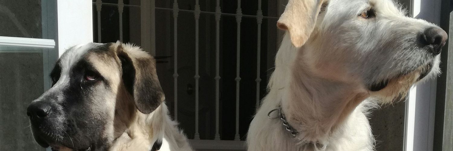 mariamc93's profile banner image