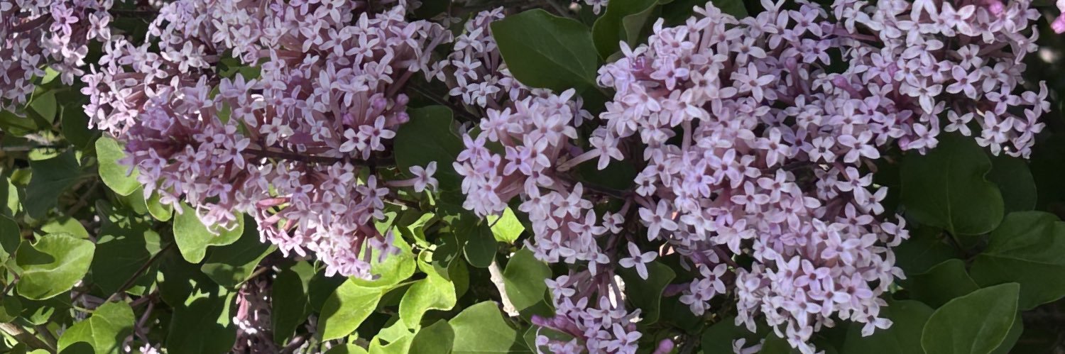 eeeflora's profile banner image