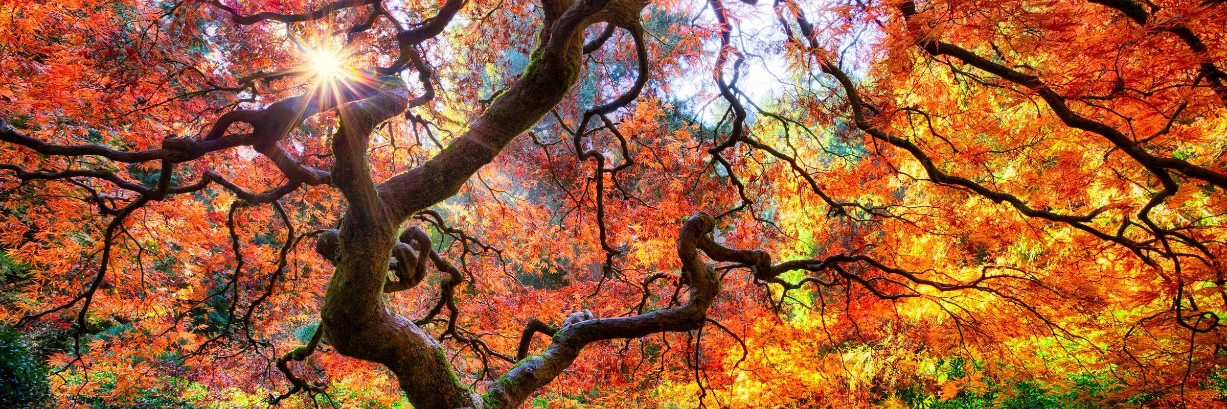 Torra - they/them banner