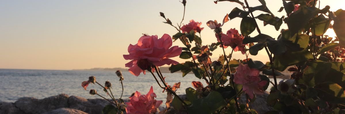 amawimew's profile banner image