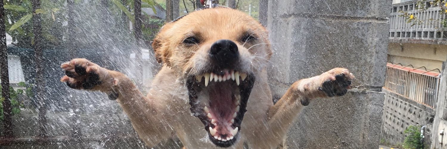 pocolohchin's profile banner image