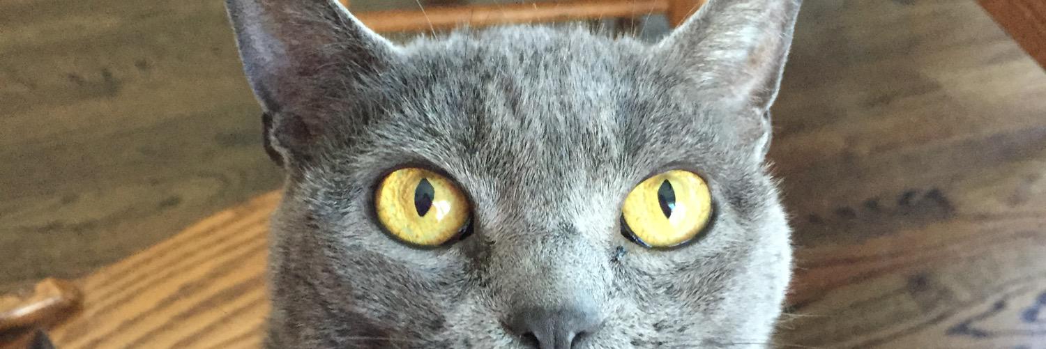 gingernutter2's profile banner image