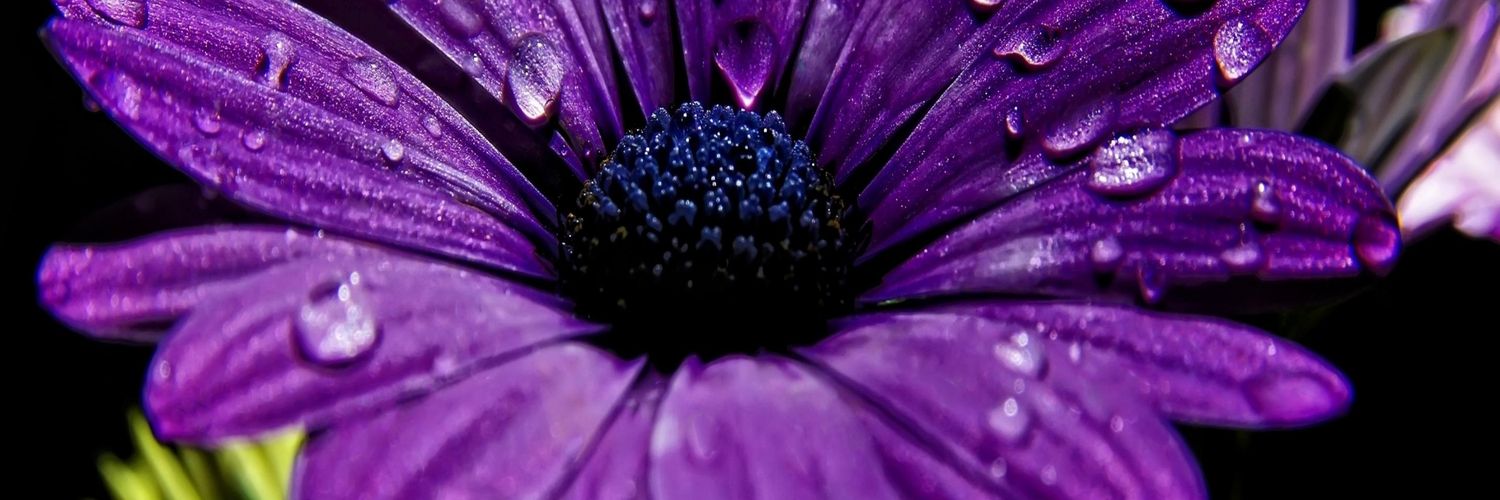 dmsr7777's profile banner image
