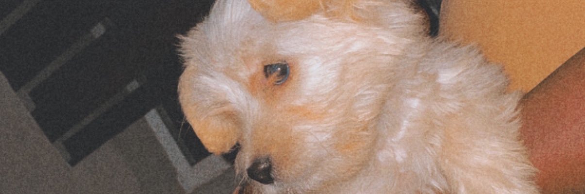 Lex banner