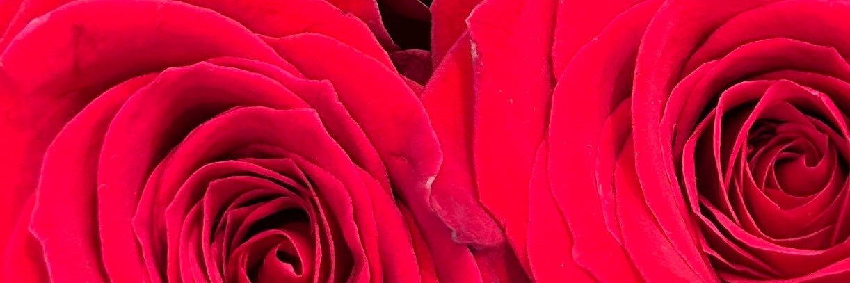 StephBT19's profile banner image