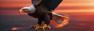 feleagle's profile banner image