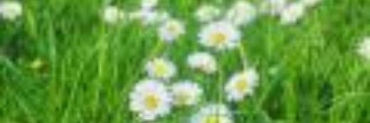 Lynnecampbell's profile banner image