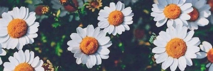 aimelll29's profile banner image