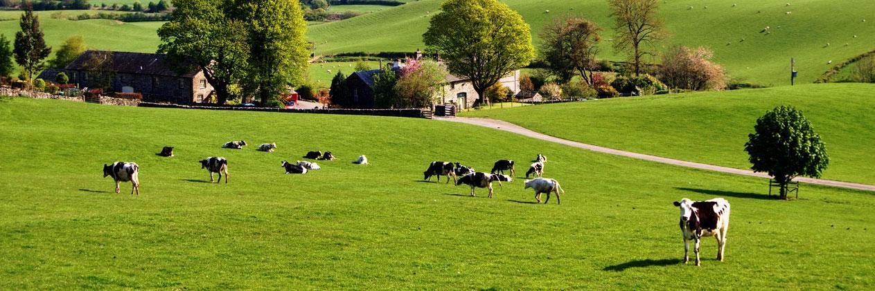 DairyPartners's profile banner image