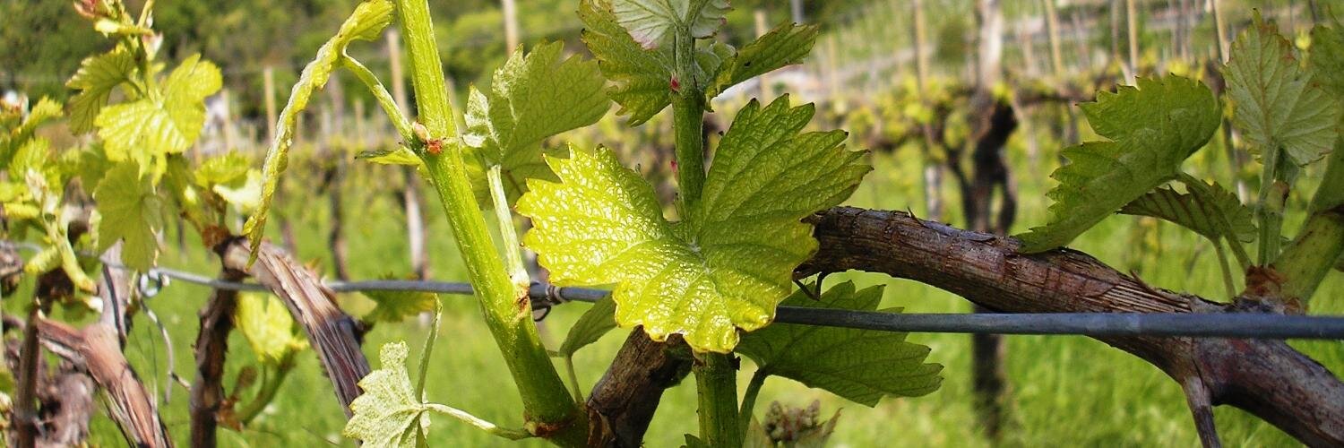 StradaProsecco's profile banner image