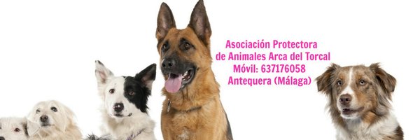 ArcadelTorcal Profile Banner