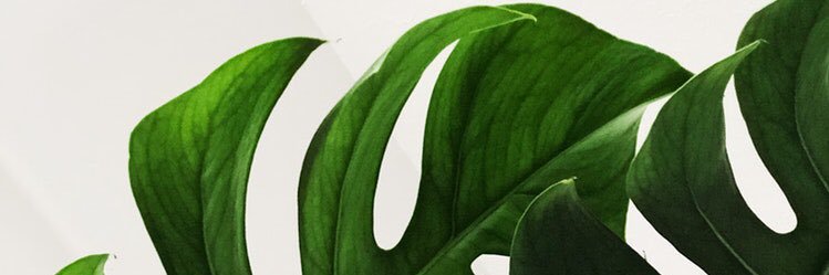 berentrui's profile banner image