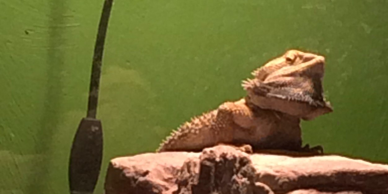 trapbeardie's profile banner image