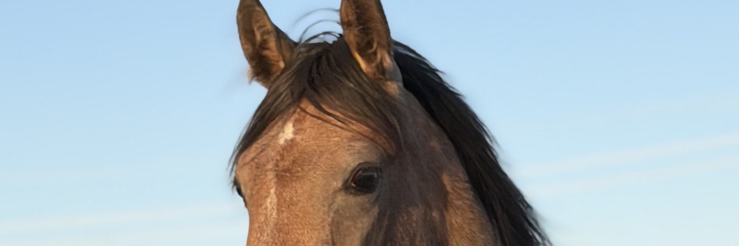 🐜 banner