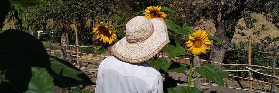 oxalisgerminata's profile banner image