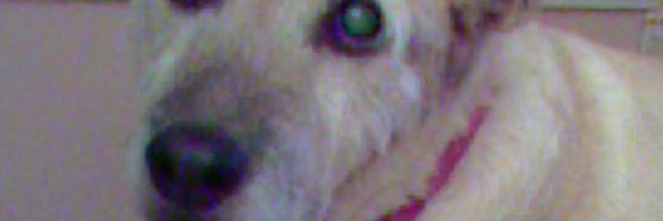 faymac Profile Banner