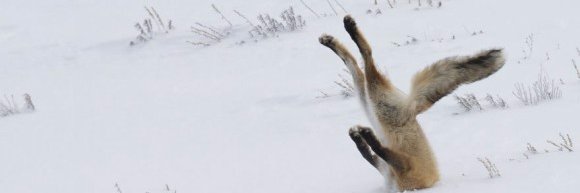 gon_fox's profile banner image