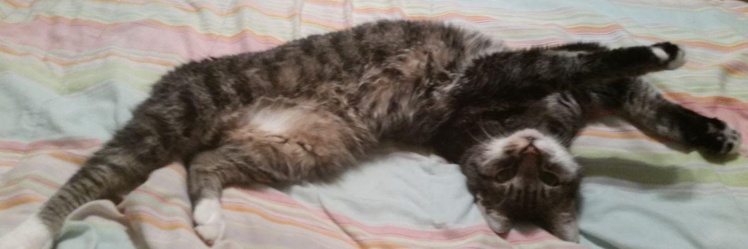 kitten_1975's profile banner image