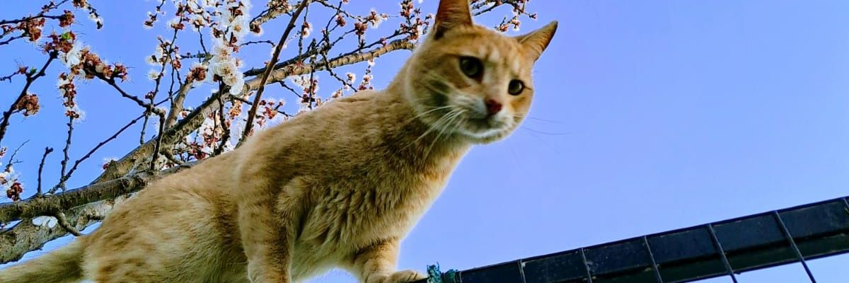 DennRobledo's profile banner image