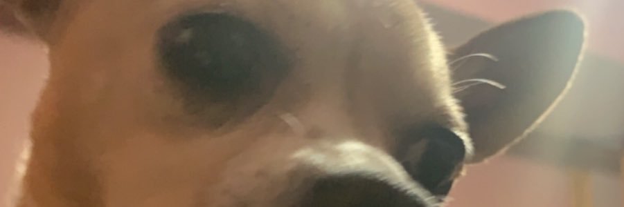 Bellorake's profile banner image