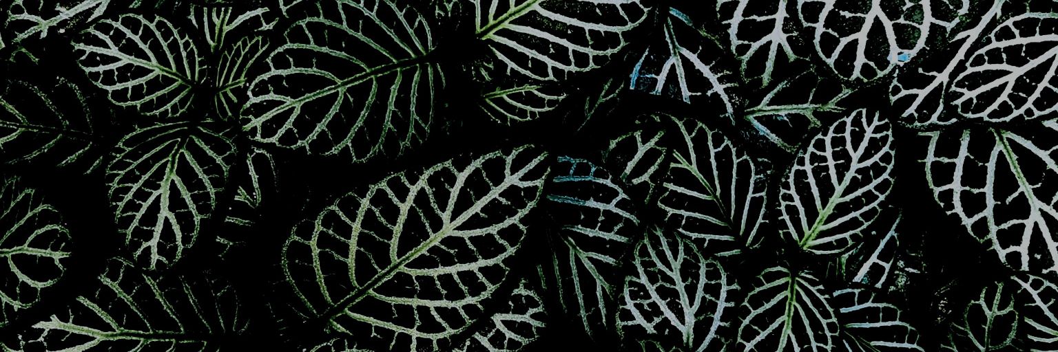 __Eule__'s profile banner image