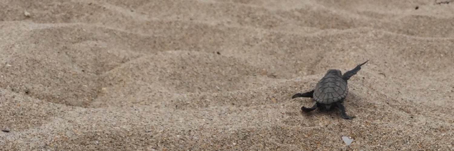 carly_pepe's profile banner image