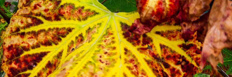 BalikoDoris's profile banner image
