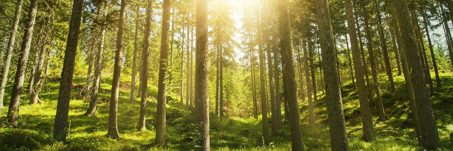 Mollzi Bachen banner