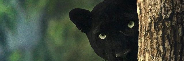 NbtReza's profile banner image
