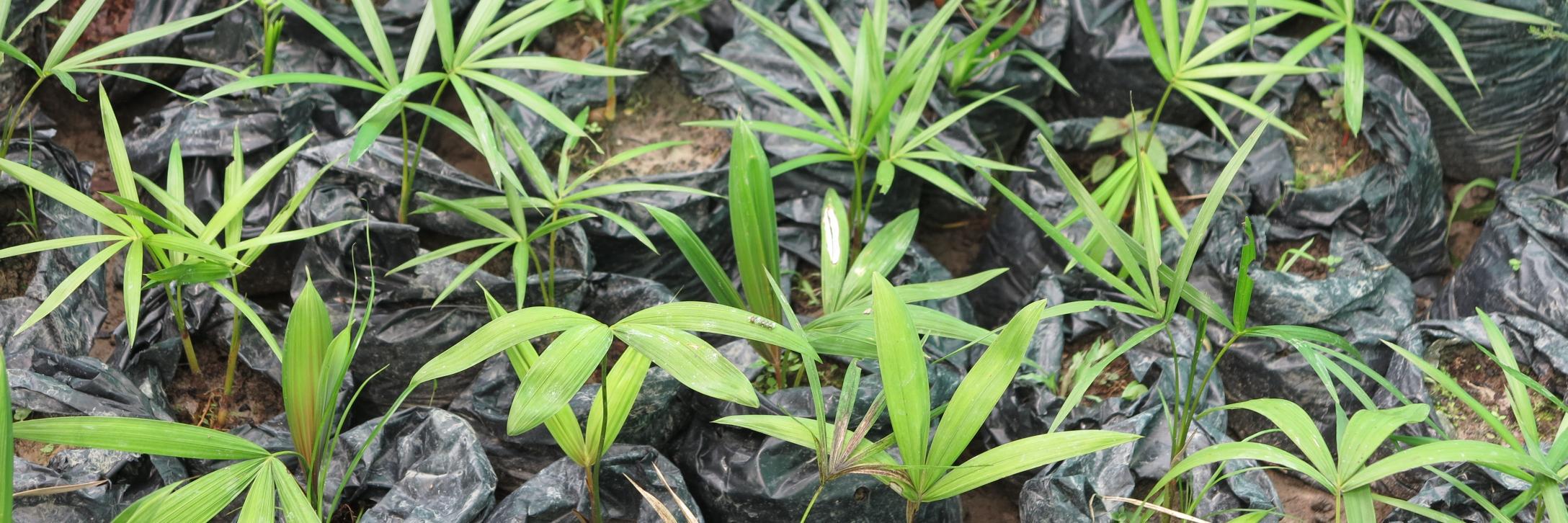 Up2green Reforestation banner