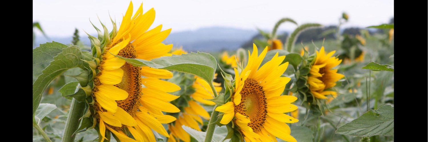 royceimagephoto's profile banner image