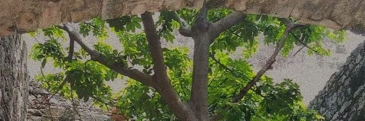 luiseduarbo's profile banner image