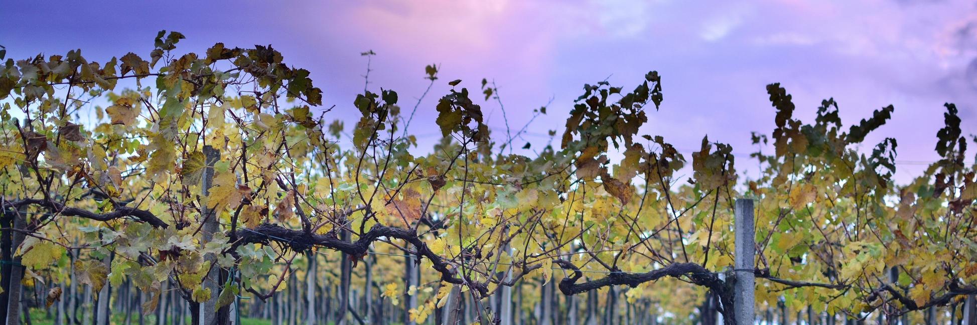 Nebbiolo Inspector, Will Travel's banner