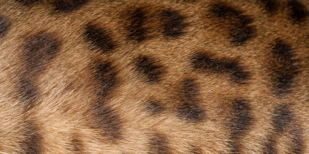 Craig Bullock banner