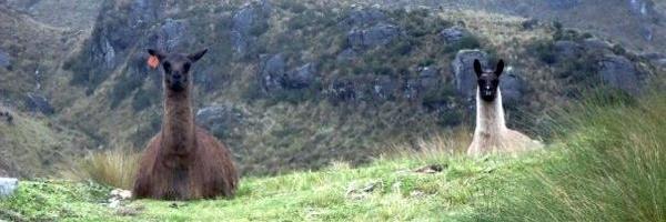 lessnessness Profile Banner