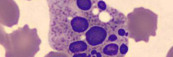 WilliamAstle's profile banner image