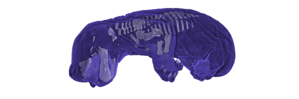 WeisbeckerLab Profile Banner