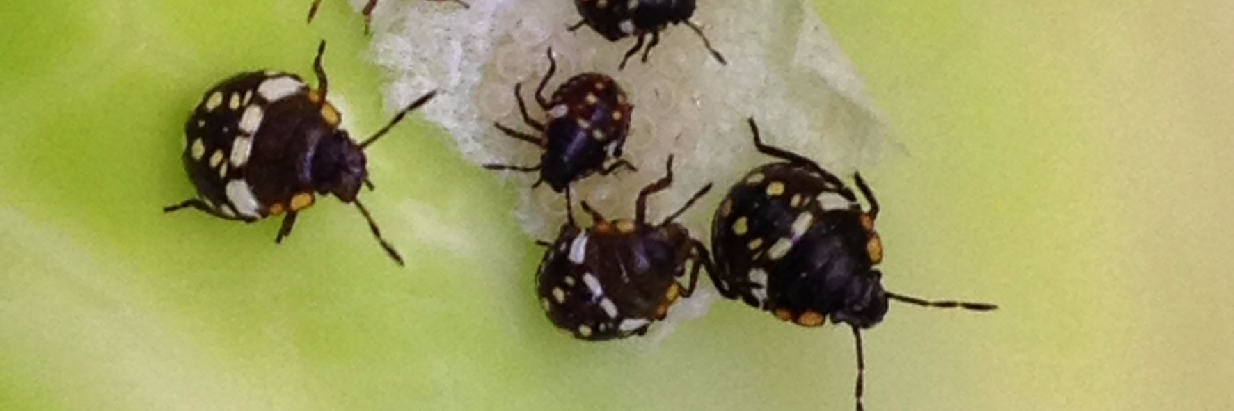 Michael Rostas banner