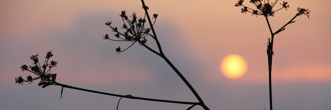 joytripovich's profile banner image
