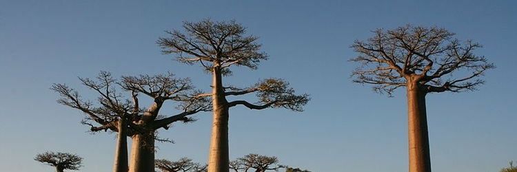 Sithole Sithole banner