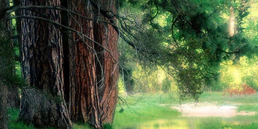 animals4u's profile banner image