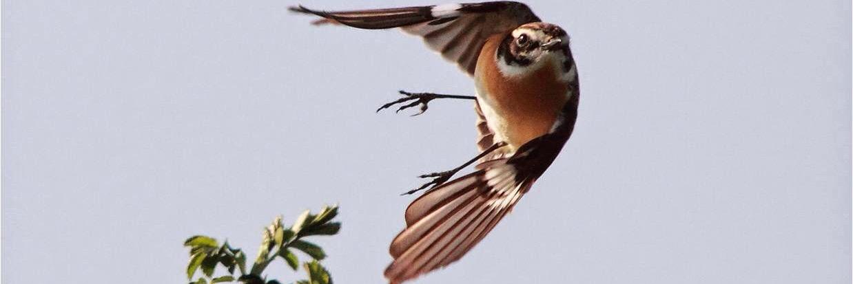 WansteadBirding's profile banner image