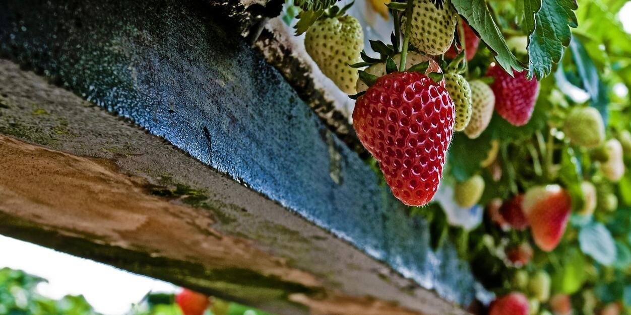 Crops For The Future banner