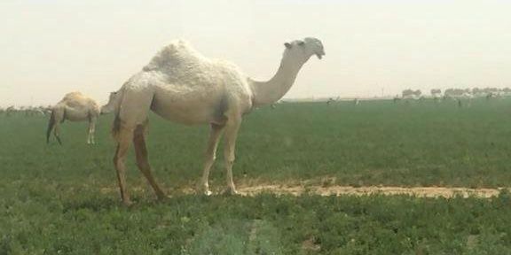 alkfoalkfo's profile banner image