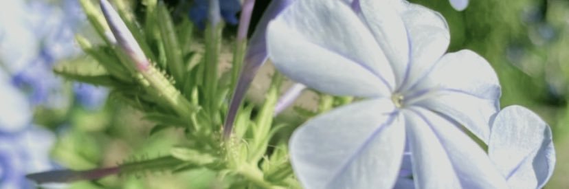 Mar_Pallers's profile banner image