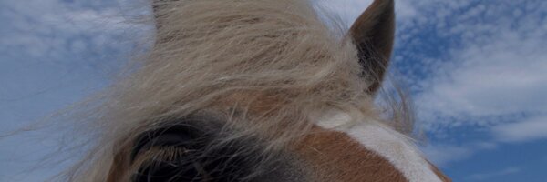 nemo_ks Profile Banner