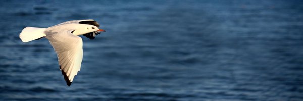 addyhappy Profile Banner