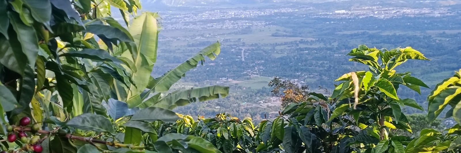 cafeyalcon's profile banner image