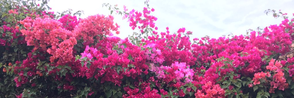 amberborycki's profile banner image
