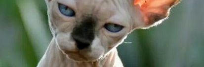 Harto de la Casta banner